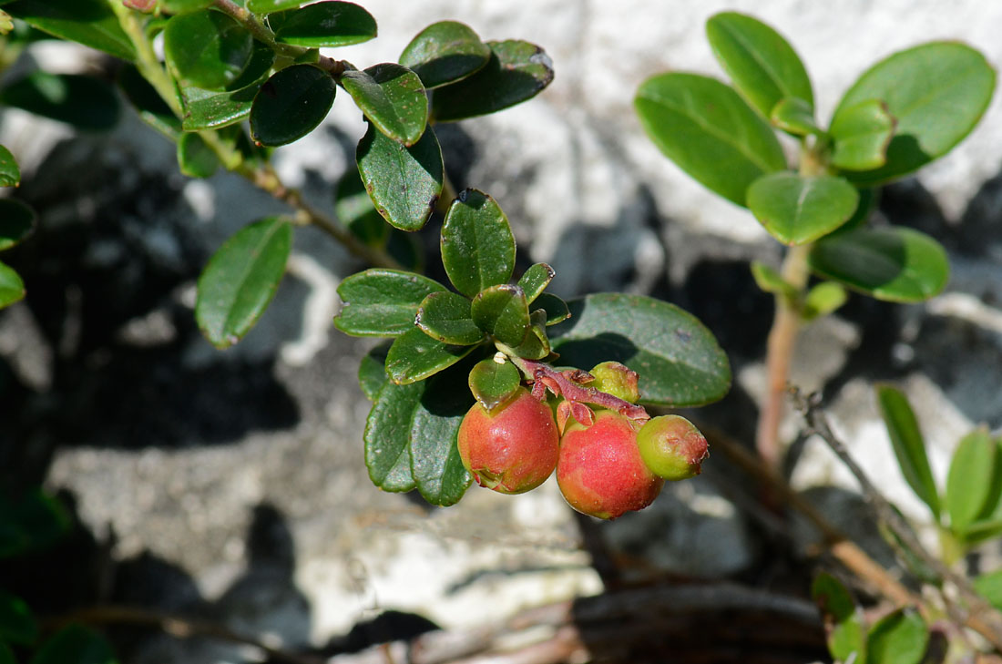 Vaccinium vitis-idaea / Mirtillo rosso